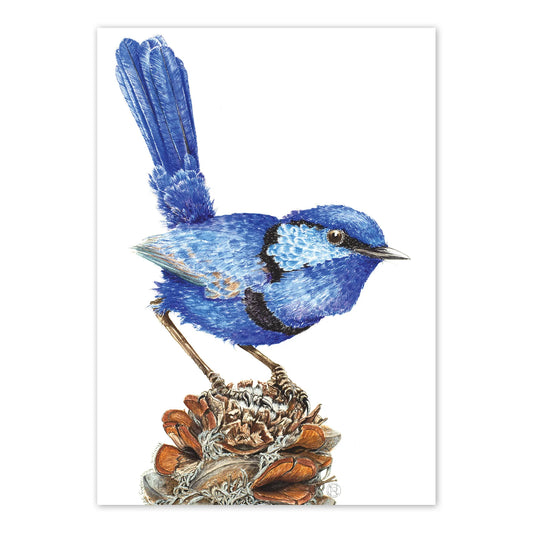 Splendid Fairy Wren A6 Card